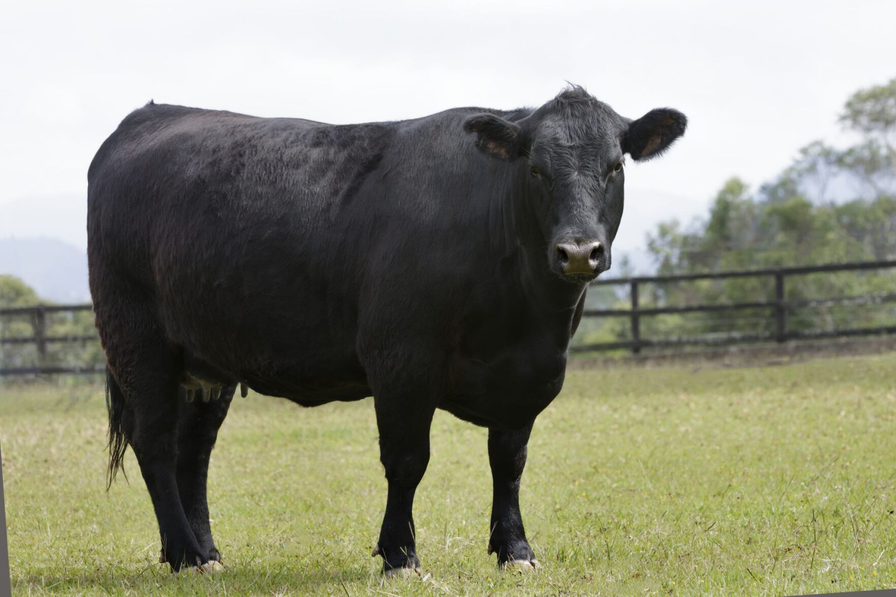 CC Angus Cow